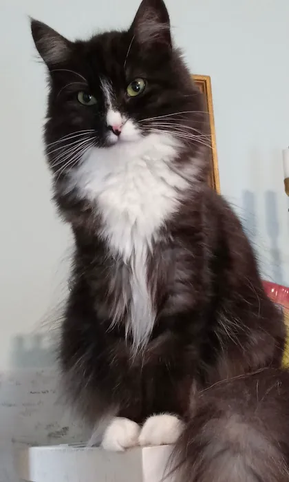 LeGrand Siberians Picture 5