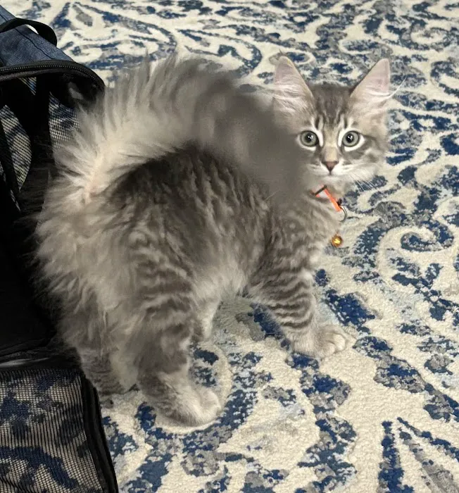 LeGrand Siberians Picture 3