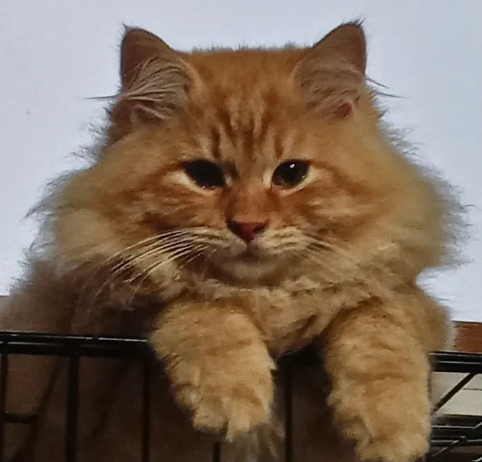 LeGrand Siberians Picture 6