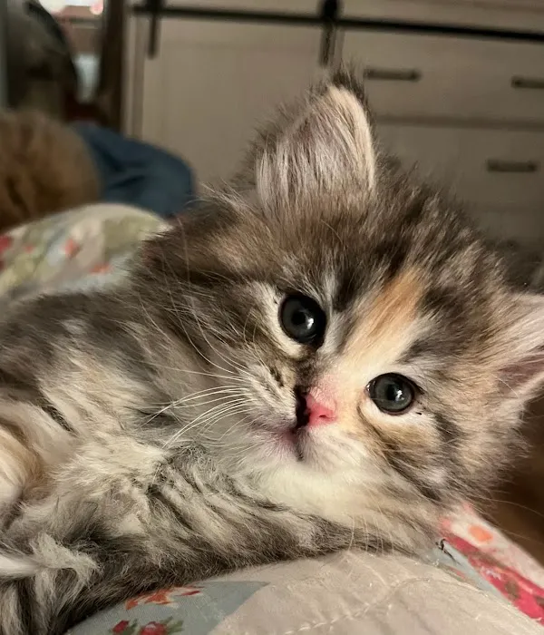 LeGrand Siberians Picture 9