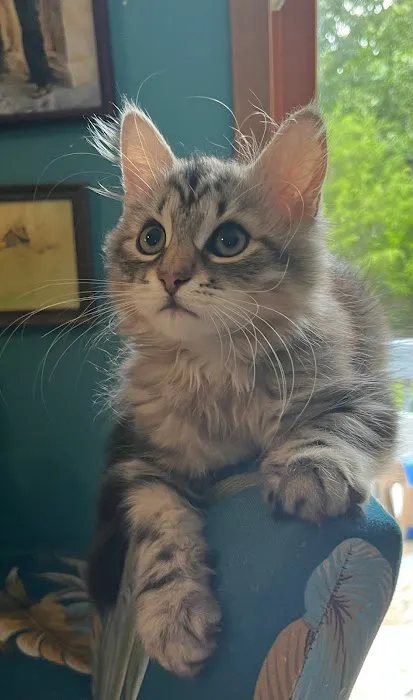 LeGrand Siberians Picture 8