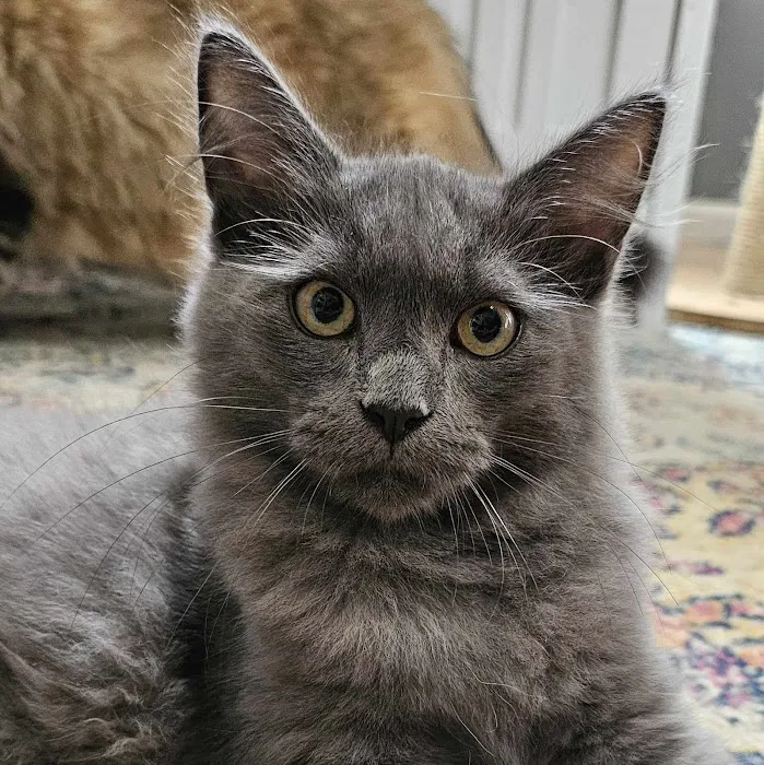 LeGrand Siberians Picture 10