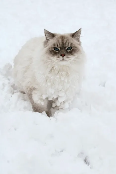 LeGrand Siberians Picture 7