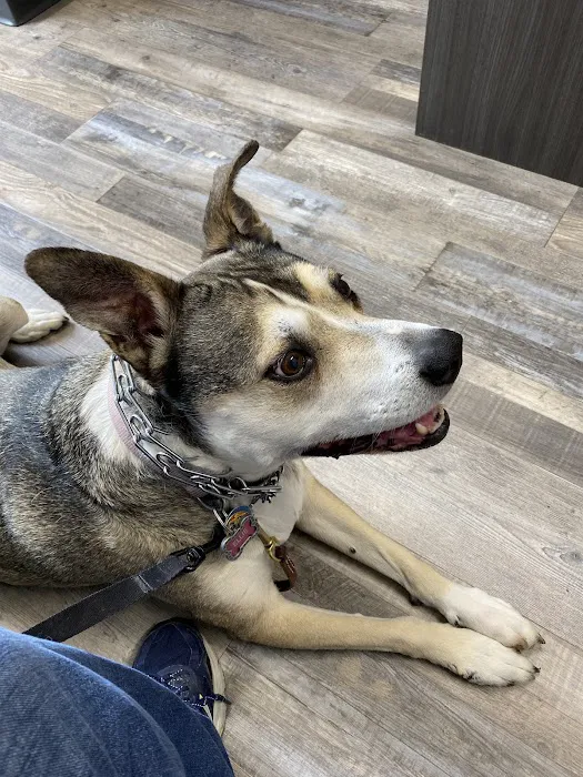 Animal House Veterinary Hospital Picture 3