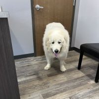 Animal House Veterinary Hospital ico