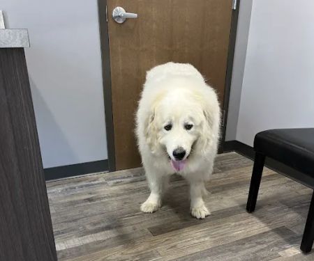 Animal House Veterinary Hospital