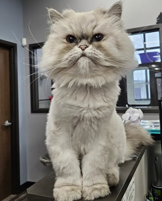 Animal House Veterinary Hospital Picture 6