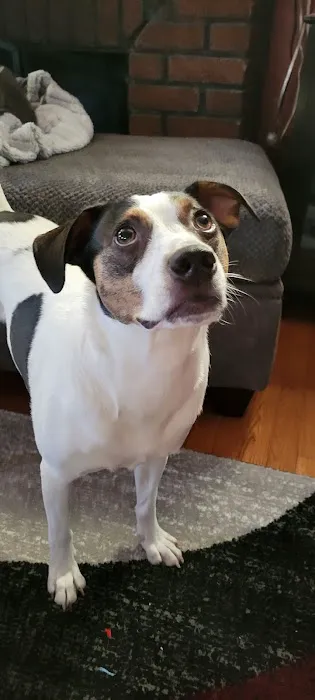 Animal House Veterinary Hospital Picture 5