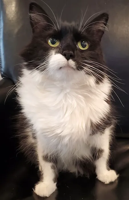 Animal House Veterinary Hospital Picture 9