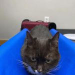 R Veterinary at Romaine Creek