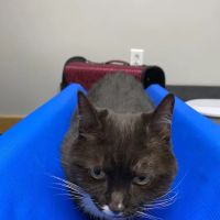 R Veterinary at Romaine Creek ico