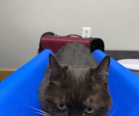 R Veterinary at Romaine Creek