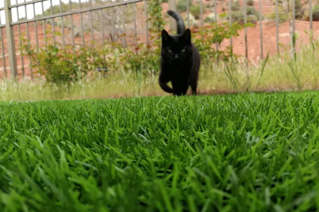 Olde Towne Fenton Veterinary Picture 2