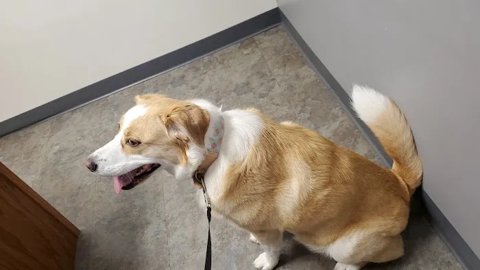 Olde Towne Fenton Veterinary Picture 1