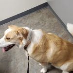 Olde Towne Fenton Veterinary