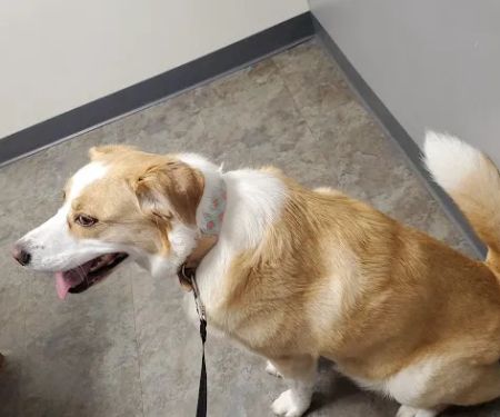 Olde Towne Fenton Veterinary