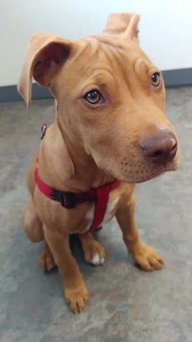 Olde Towne Fenton Veterinary Picture 4