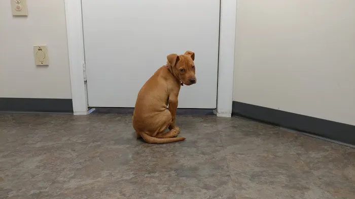 Olde Towne Fenton Veterinary Picture 5