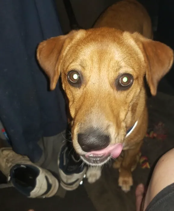 Olde Towne Fenton Veterinary Picture 7