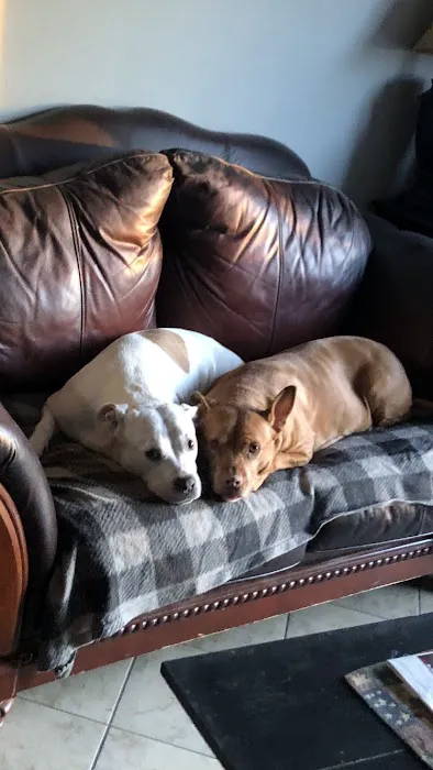 Olde Towne Fenton Veterinary Picture 3