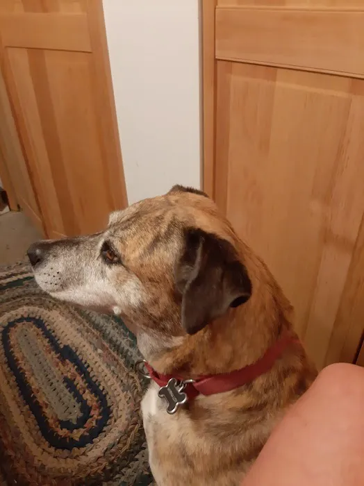 Olde Towne Fenton Veterinary Picture 9