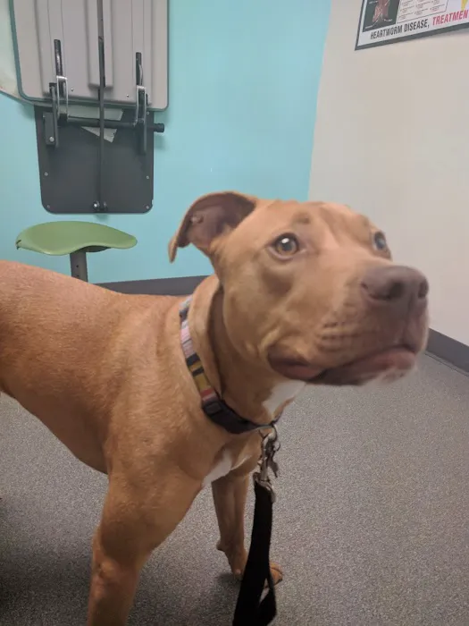 Olde Towne Fenton Veterinary Picture 6