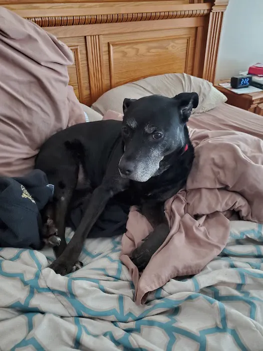 Olde Towne Fenton Veterinary Picture 10