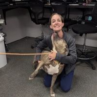 O'Fallon Animal Hospital ico