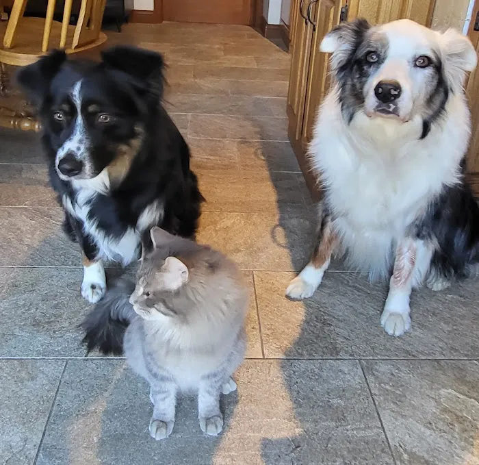 O'Fallon Animal Hospital Picture 4