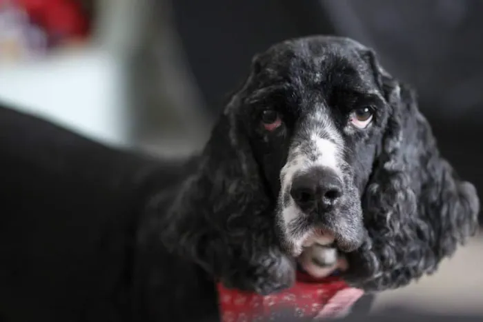 O'Fallon Animal Hospital Picture 5