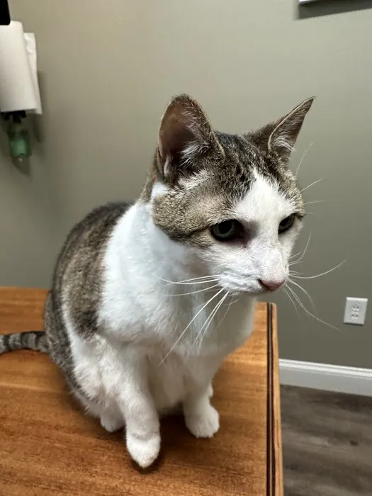 O'Fallon Animal Hospital Picture 3