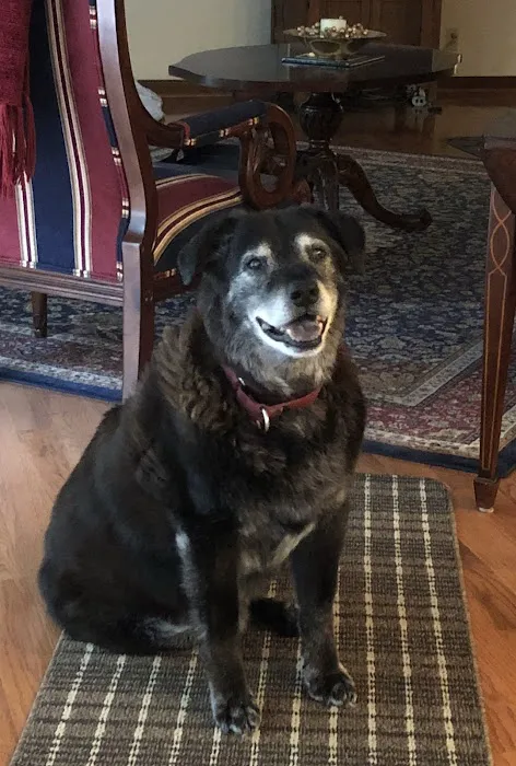 O'Fallon Animal Hospital Picture 8