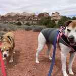 Veterinary Specialty Services - West