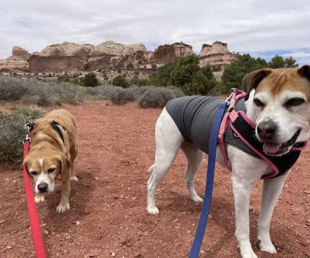 Veterinary Specialty Services - West