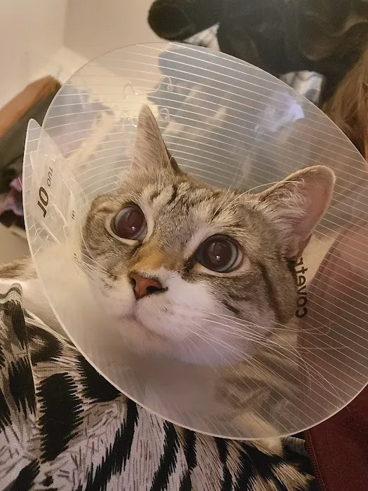 Veterinary Specialty Services - West Picture 7