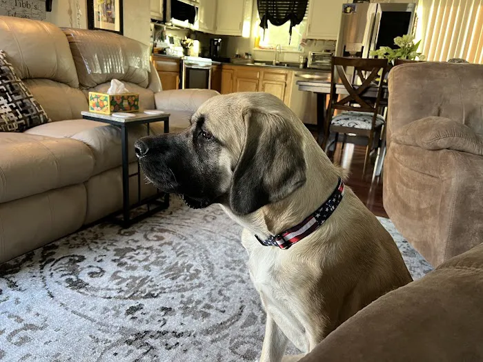 Veterinary Specialty Services - West Picture 5