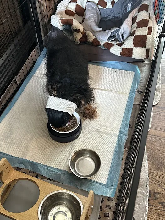 Veterinary Dental Specialists of Missouri Picture 2