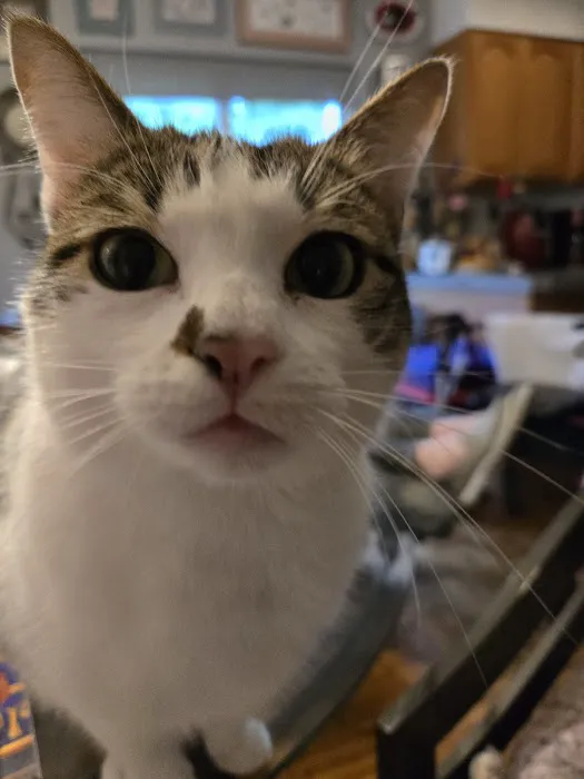 Veterinary Dental Specialists of Missouri Picture 5