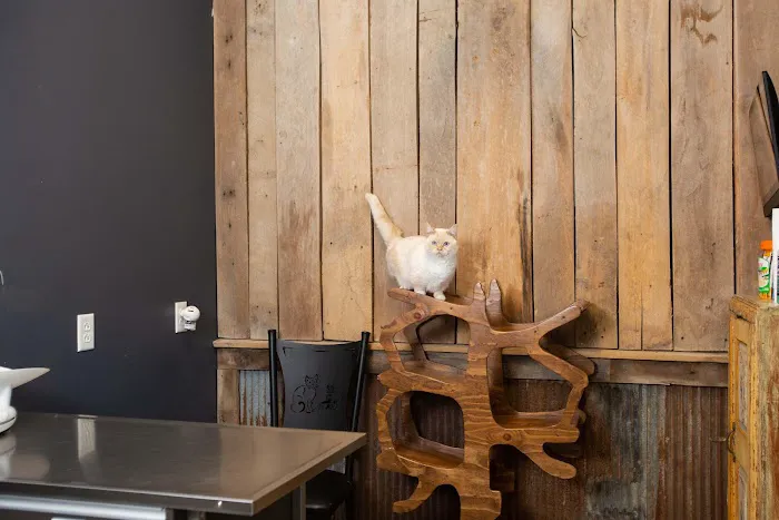 The Pet Doctor - O'Fallon Picture 4