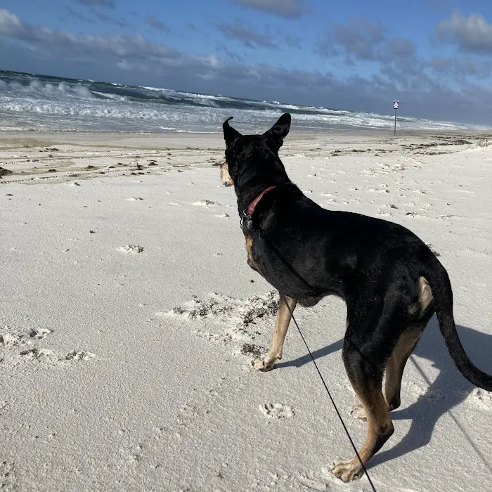 The Pet Doctor - O'Fallon Picture 5