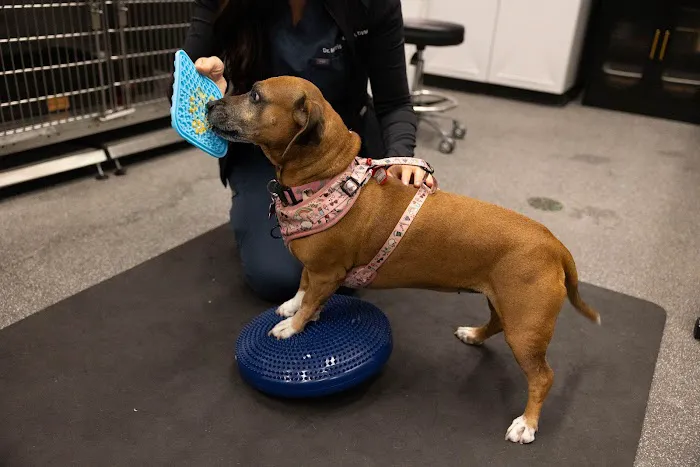 The Pet Doctor - O'Fallon Picture 6