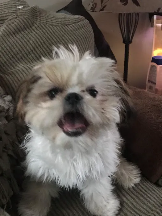 Murphy Animal Hospital Picture 3