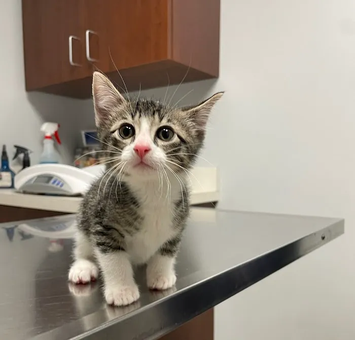 Murphy Animal Hospital Picture 4