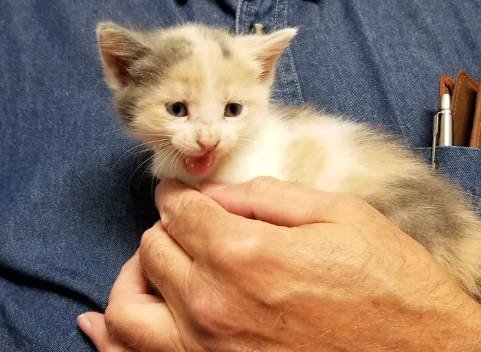 Murphy Animal Hospital Picture 2