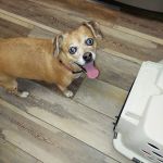 Hope Animal Hospital