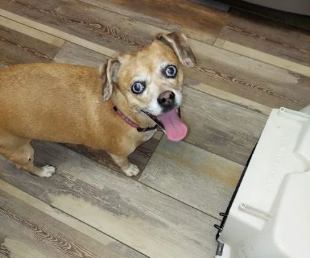 Hope Animal Hospital