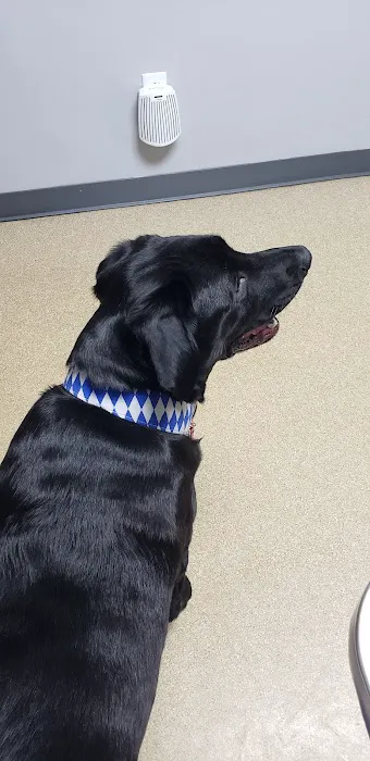 Advantage Veterinary Center Picture 2