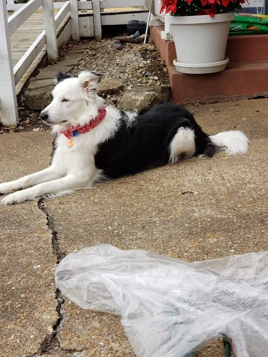 Advantage Veterinary Center Picture 7