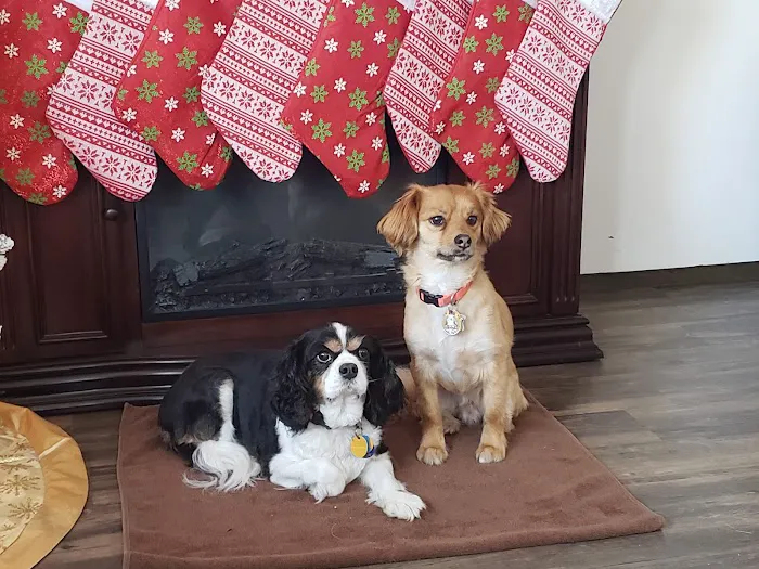 Advantage Veterinary Center Picture 4