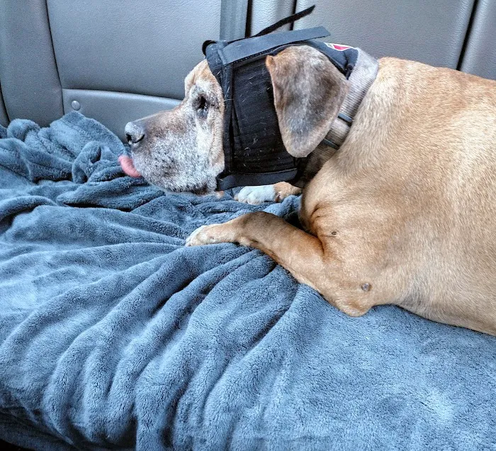 Advantage Veterinary Center Picture 8